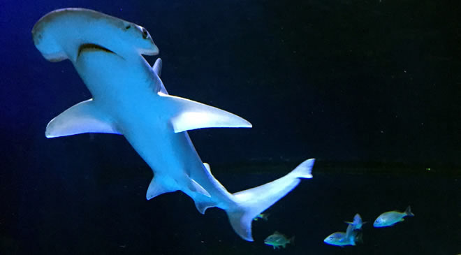 Bonnethead SEA LIFE Michigan Aquarium FunInTheD Fun In Detroit Micihigan